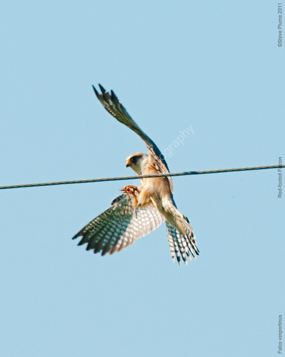 Red-footed Falcon