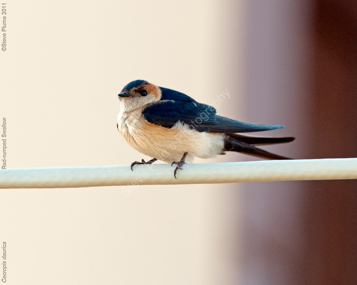 Red-rumped Swallow