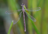 Southern Emerald (Lestes barbarus) Male