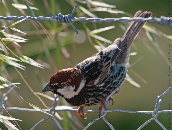 Spanish or Willow Sparrow