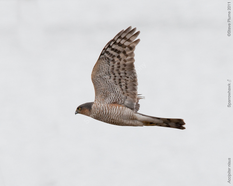 Sparrowhawk