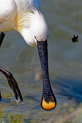 Spoonbill (Platalea leucorodia)