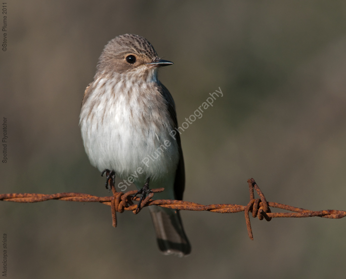 Spotted Flycatcher