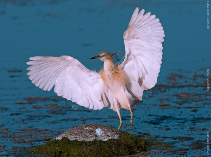 Squacco Heron