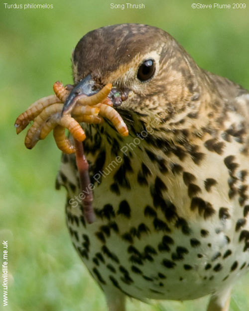 Song Thrush