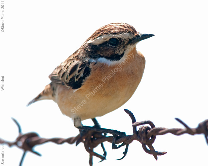 Whinchat