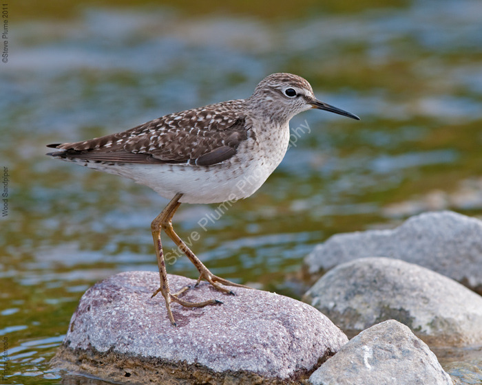 Wood Sandpiper