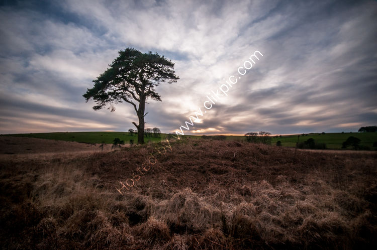 Lone Tree 3