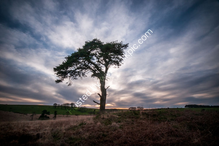 Lone Tree 4