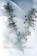White Heather in Ice
