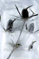 Thistles in Ice