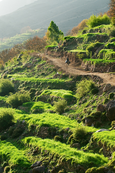 Terraced Fields High Atlas Mts