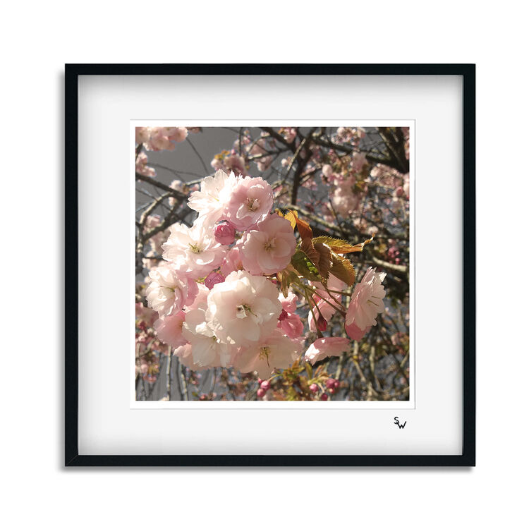 BLOSSOM