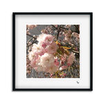BLOSSOM