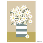 CORNISH DAISIES