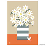CORNISH DAISIES