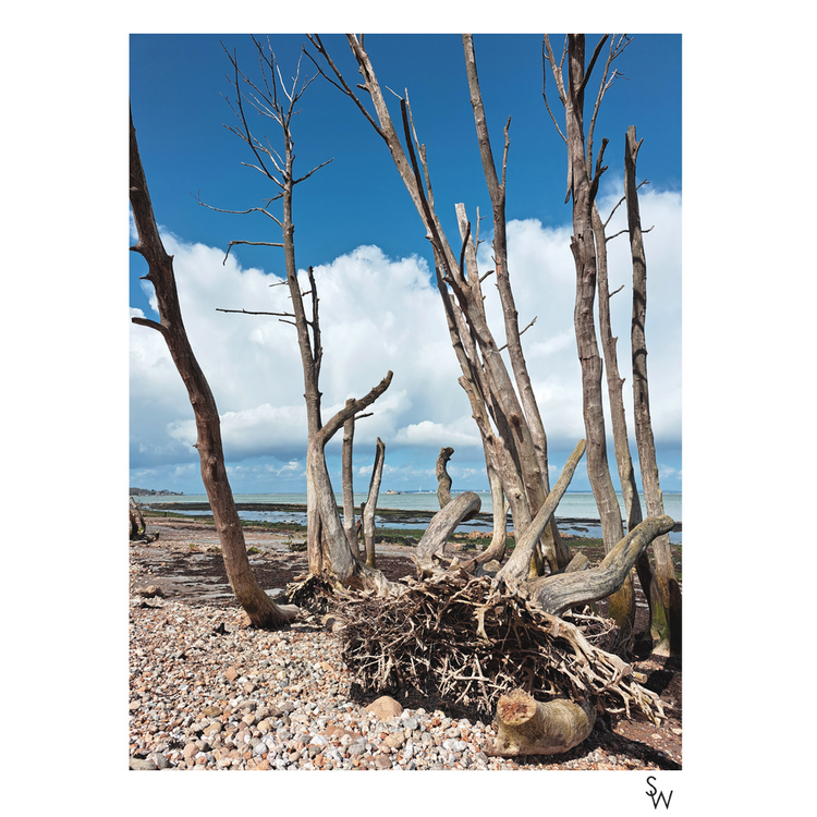 DRIFTWOOD, BEMBRIDGE