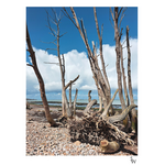 DRIFTWOOD, BEMBRIDGE