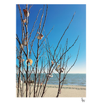 SHELL TREE