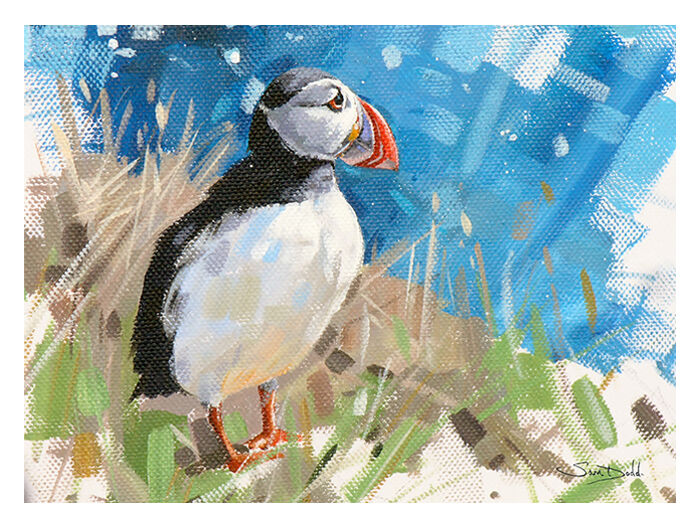 SKOMER PUFFIN FROM £50
