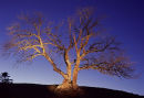 The Lightening Tree - Teesdale