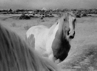 Boldon Horses Uk