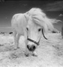 Boldon Horses Uk