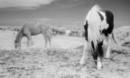 Boldon Horses UK