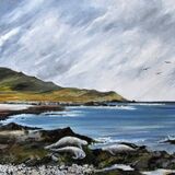 Grey Seals in Bardsey Harbour. Oil Grey Seals in Bardsey Harbour
