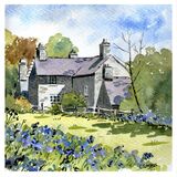 Bluebells at Plas yn Rhiw (sold)