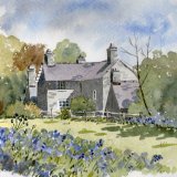 Bluebells at Plas yn Rhiw (sold)