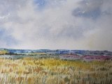 View across Cornfields