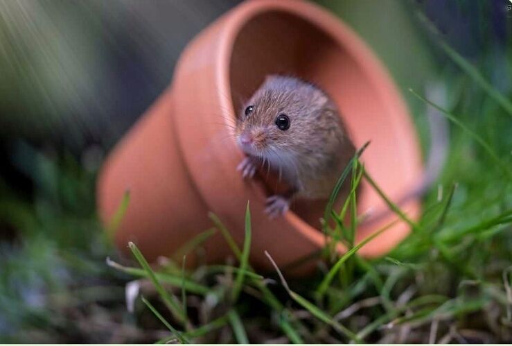 Eurasian Harvest Mouse in Plant pot
