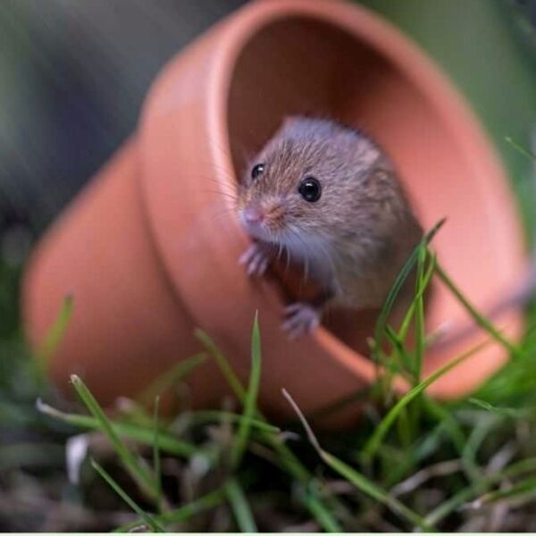 Eurasian Harvest Mouse in Plant pot