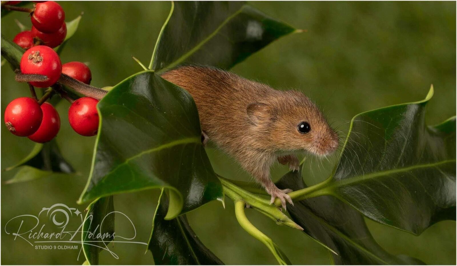 Harvest Mouse on berries