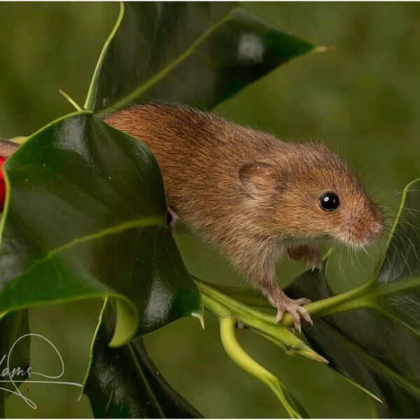 Harvest Mouse on berries