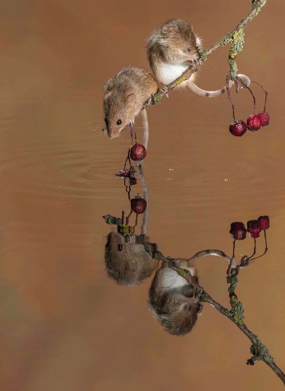 Harvest Mice at dusk reflection.