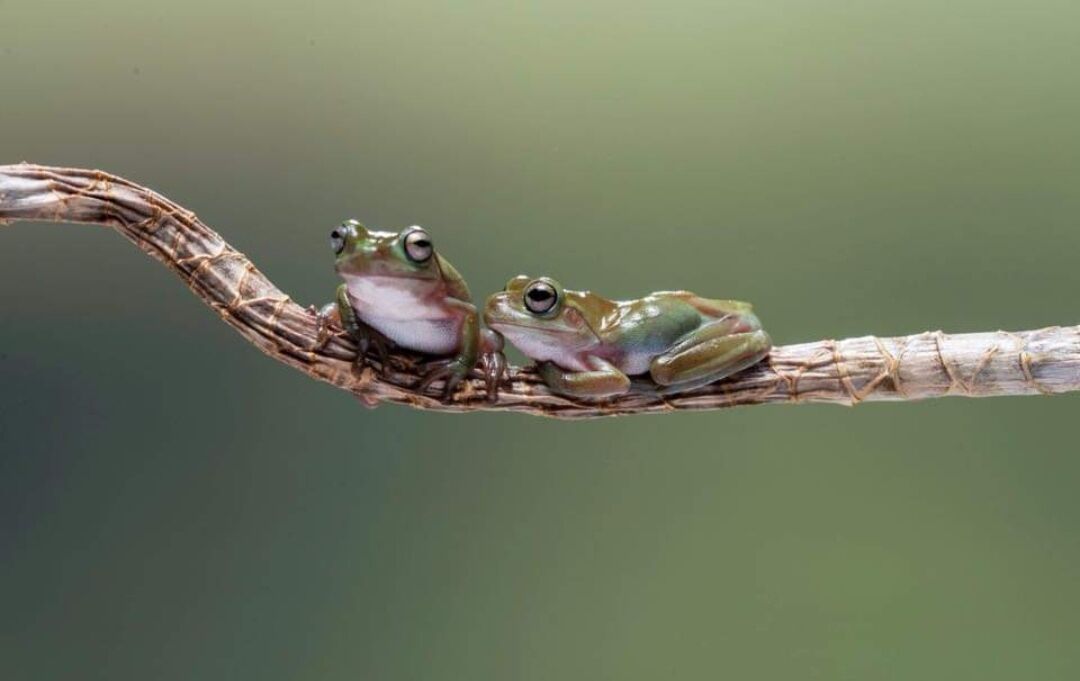 Pair of Green Tree Frogs on Branch