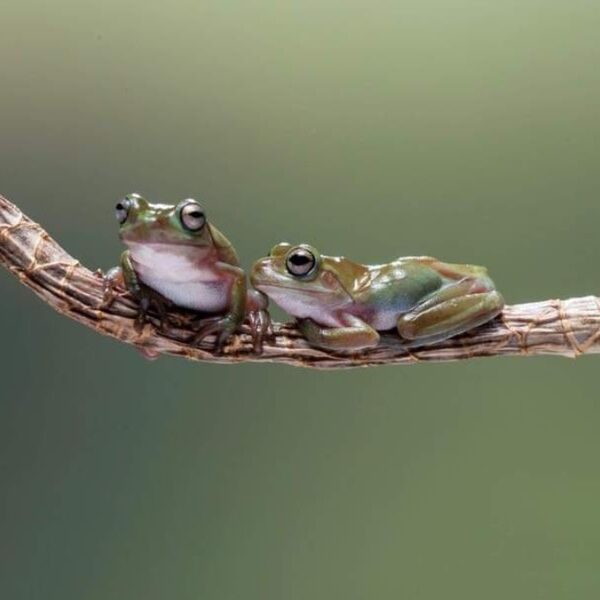 Pair of Green Tree Frogs on Branch