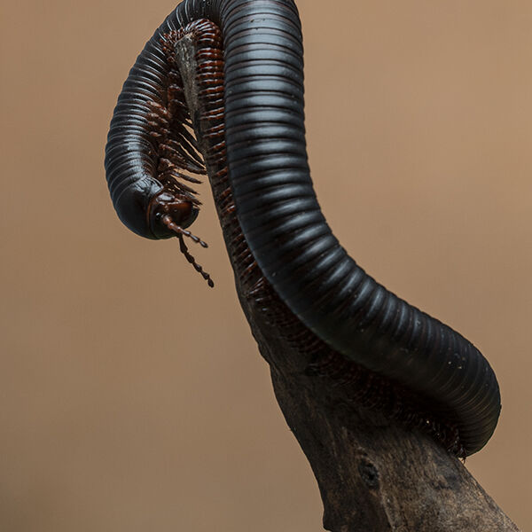 Ommatoiulus Millipede