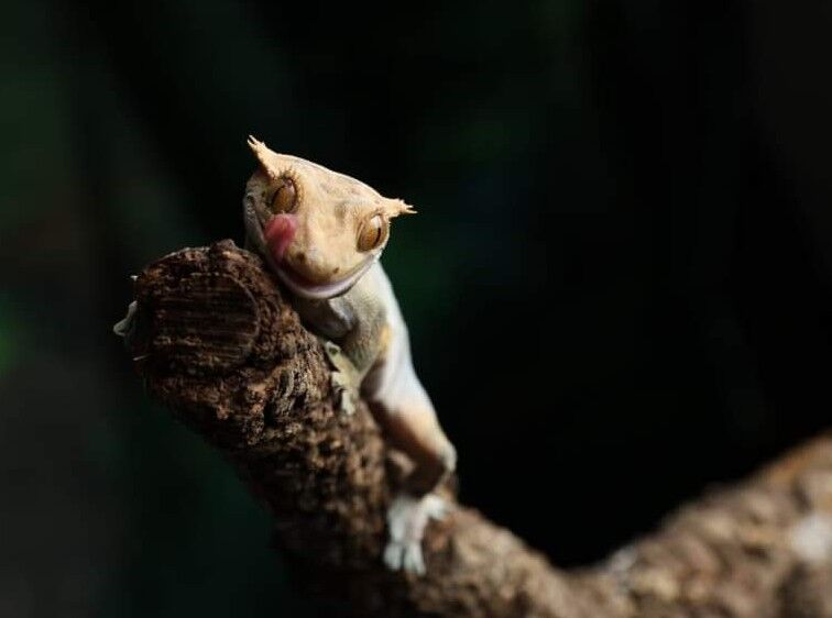 Crested Gecko lick