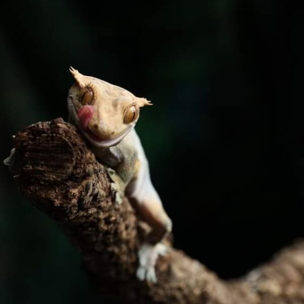 Crested Gecko lick