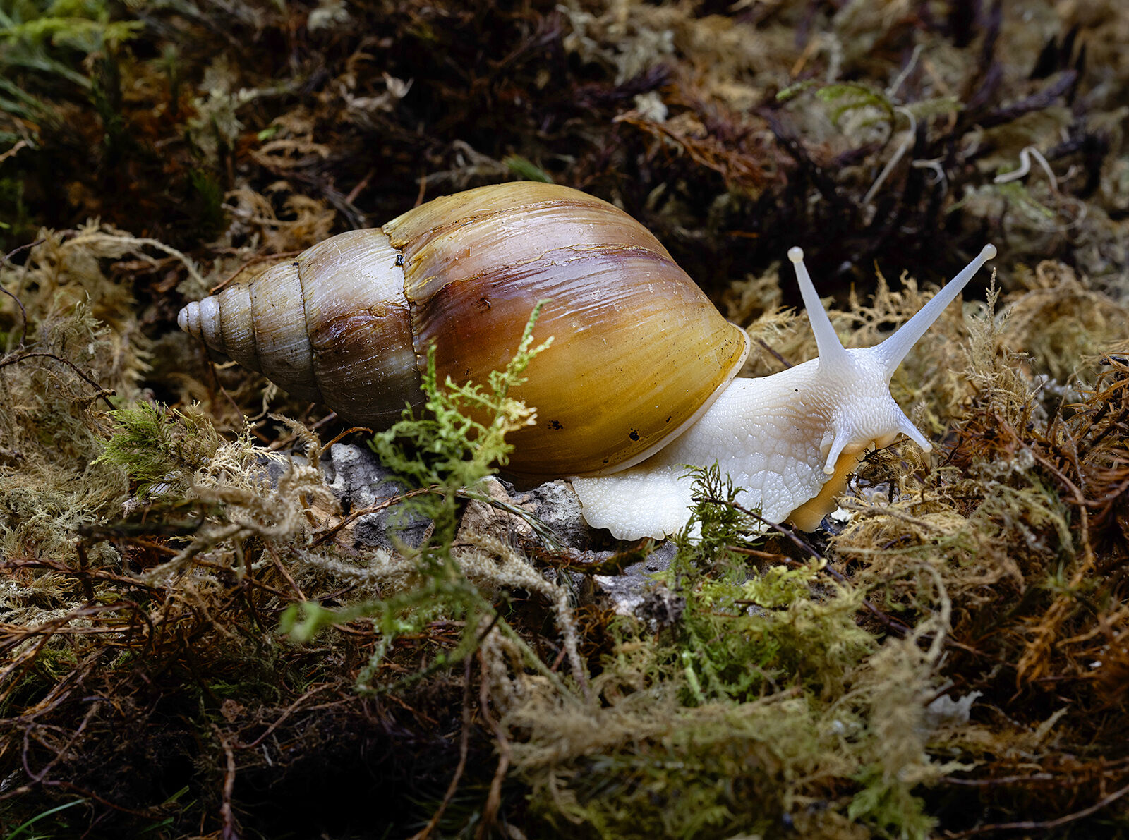 Albino Gal Snail foraging