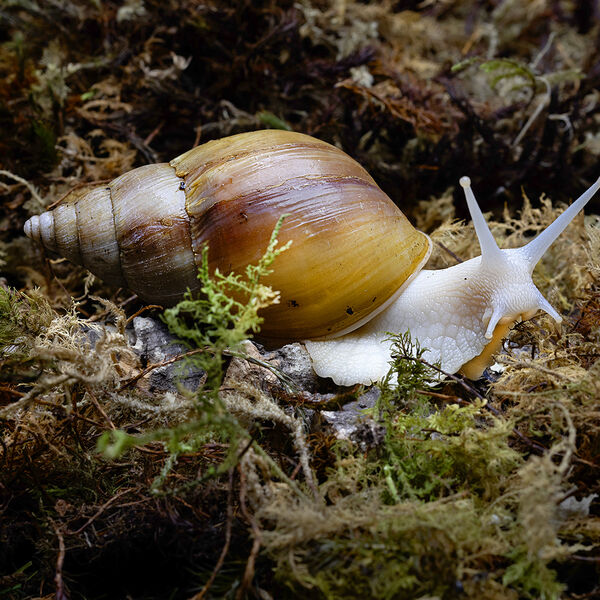 Albino Gal Snail foraging