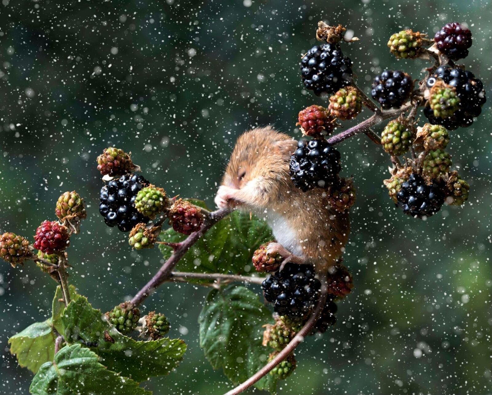 Harvest Mouse in rainstorm