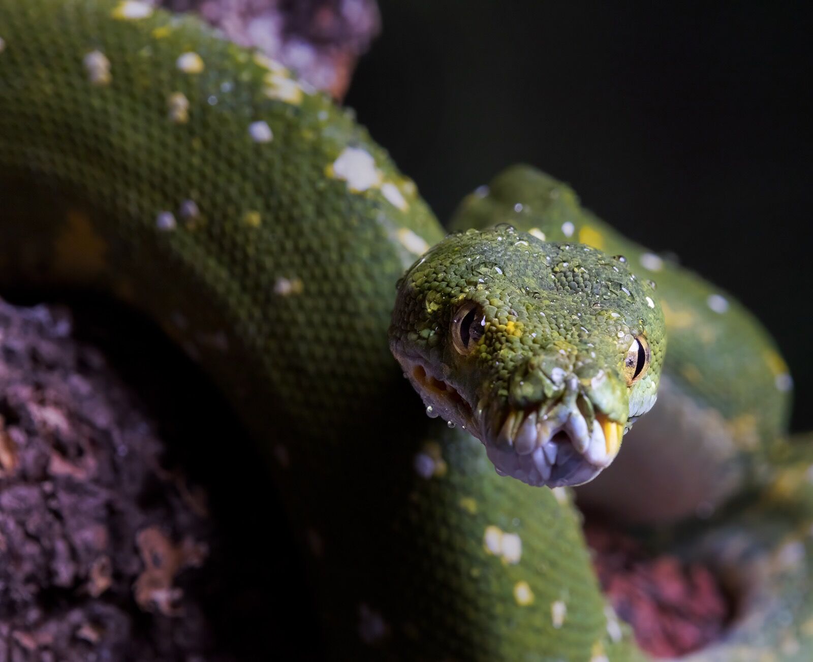 Green Tree Python
