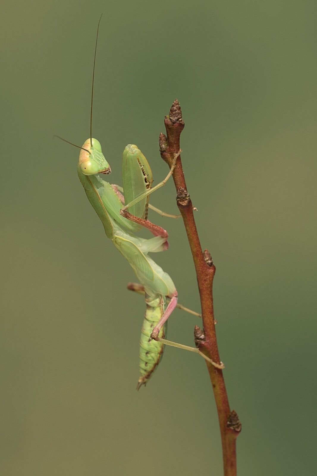 Hierodula Transcaucasia