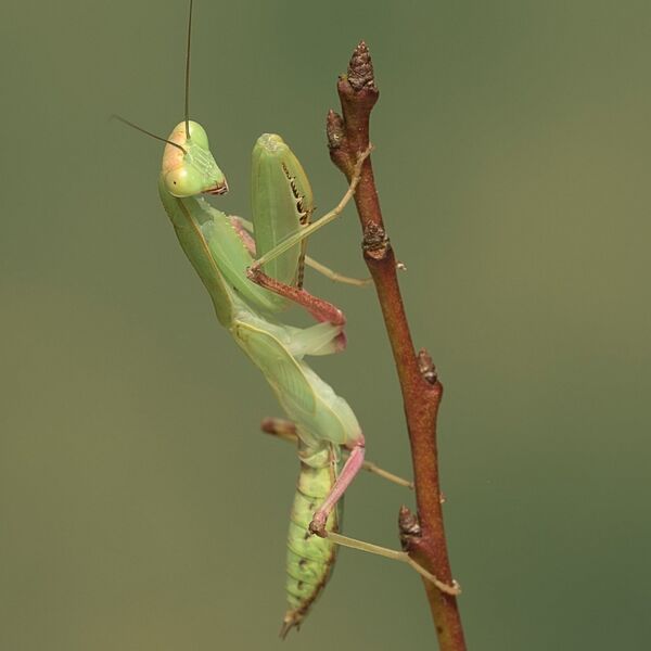 Hierodula Transcaucasia