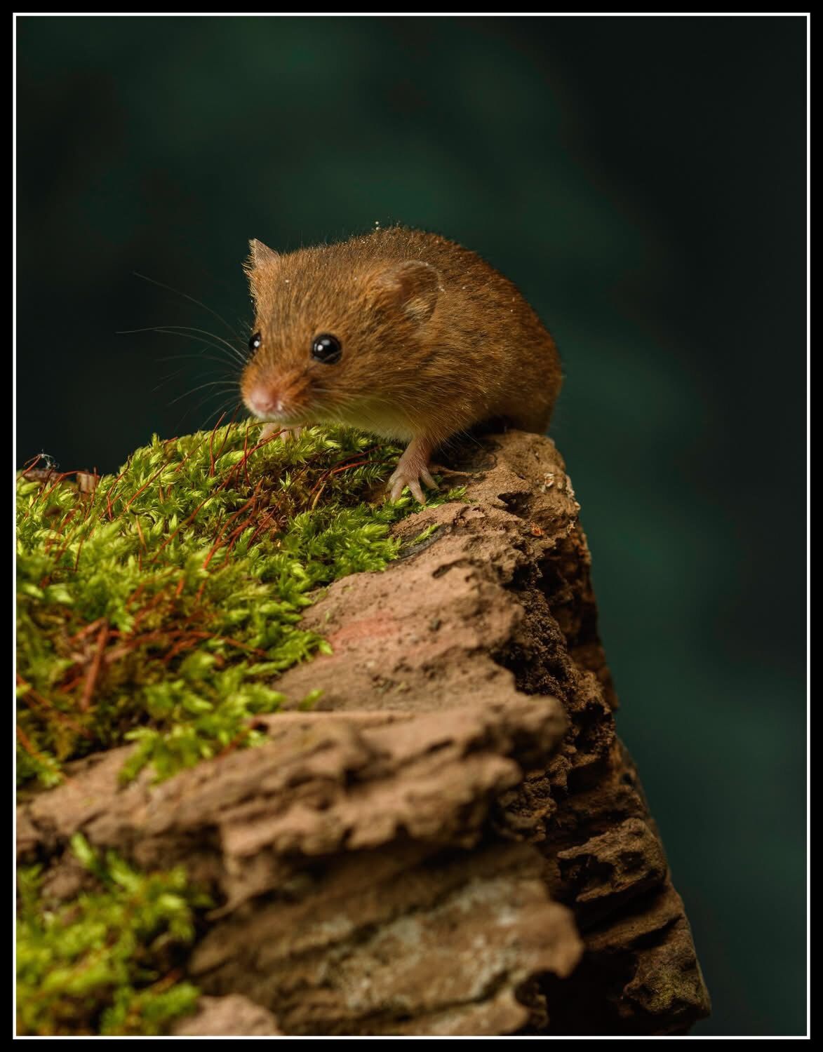 Eurasian Harvest Mouse on decaying log