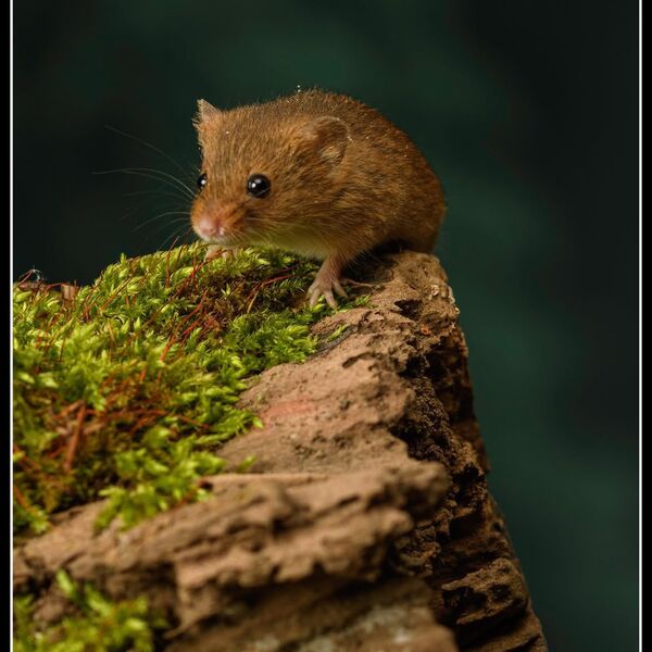 Eurasian Harvest Mouse on decaying log